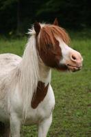 LES DIVERSES ACTIVITES DU PONEY CLUB